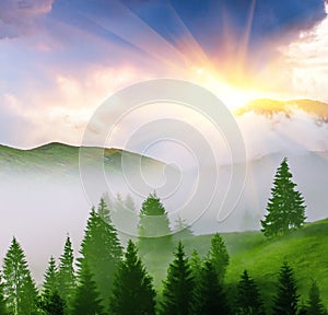 Attractive summer sunrise scenery, scenic view green hills with trees at first morning sun rays and fog covered valley in mountain