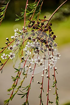 An attractive tall bush with burgundy foliage and white star-shaped flowers