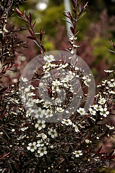 An attractive tall bush with burgundy foliage and white star-shaped flowers