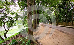 Tree Gate Roads 02