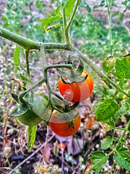 Attractive Vegetables