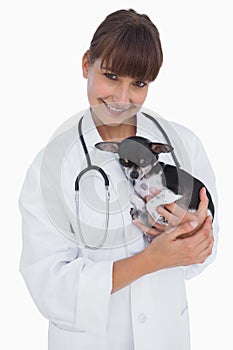 Attractive vet holding a cute chihuahua