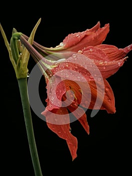 Attractive wet hippeastrum puniceum flower isolated on pure black