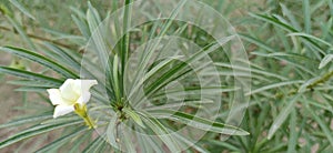 Attractive white Flower