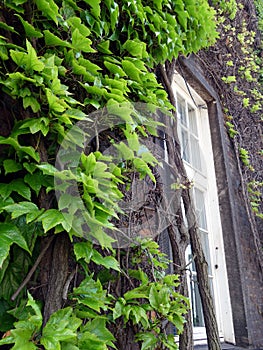 An attractive white window with panes