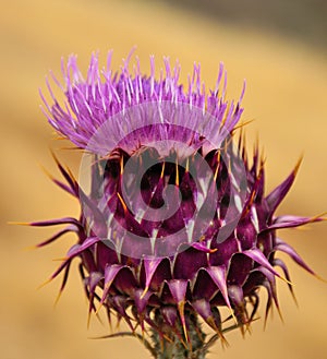 Attractive wild thistle onopordum carduelium in full bloom