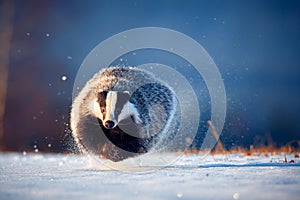 Attractive winter scene with badger. European badger & x28;Meles meles& x29; running on the snow. Animal in nature habitat