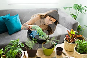 Attractive woman checking her house plants while doing gardening