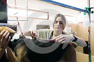 Attractive woman cutting the hair of a dog at the pet salon