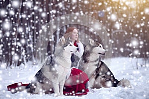 Attractive woman with the dogs. Huskies or Malamute. Christmas
