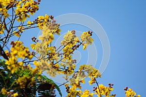 Attractive Yellow Flowers of the ornamental tree with blue sky background