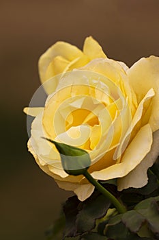 Attractive yellow rose in bloom symbolizes memory and affection