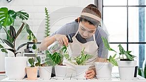 Attractive Young Asian woman taking care Water the household plants pots near window, Gardening at Home concept