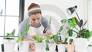 Attractive Young Asian woman taking care Water the household plants pots near window, Gardening at Home concept