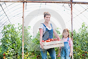 Attractive young female farmer and her young daughter picking  organic healthy red juicy tomatoes from her green house