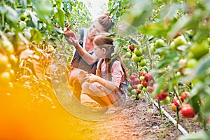 Attractive young female farmer and her young daughter picking  organic healthy red juicy tomatoes from her green house