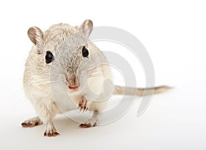 Attractive young female rodent