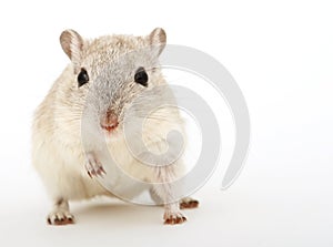 Attractive young female rodent photo