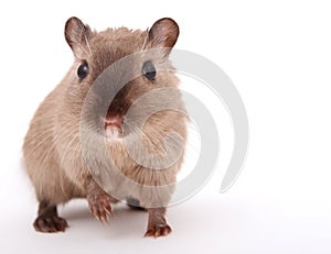 Attractive young male rodent