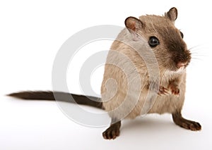 Atractivo joven masculino roedor 