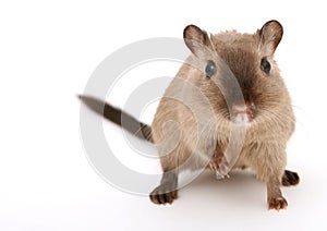 Attractive young male rodent