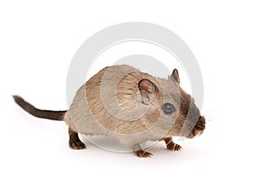 Attractive young male rodent photo