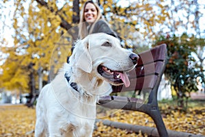 Attractive young woman caring and playing with her beautiful golden retriever dog while sitting on bench in the park