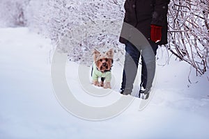 Attractive young woman having fun outside in snow with her dog Yorkshire Terrier.