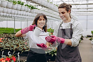 Attractive young woman watering young plant in soil in hands of florist in greenhouse