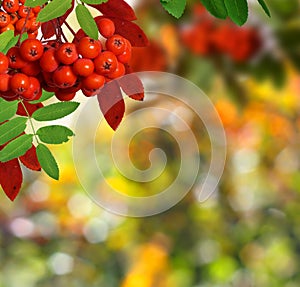 Atumn background with rowanberry