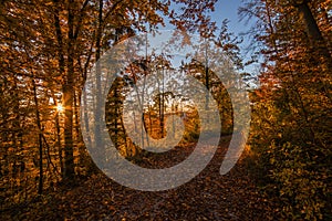 Atumn forest road at sunset