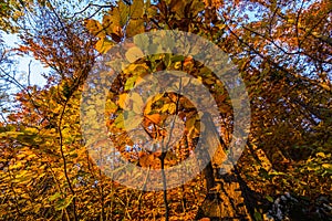 Atumn lives on the tree 2