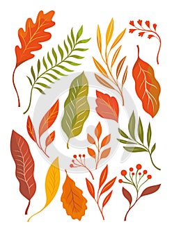 Atumnal leaves, vector illustration. Set yellow, orange, red autumnal leaves