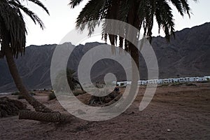 ATVs ride along the shore of the Red Sea. Dahab, South Sinai Governorate, Egypt