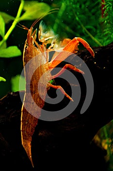 Atyopsis moluccensis