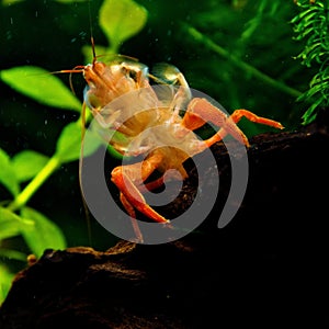 Atyopsis moluccensis