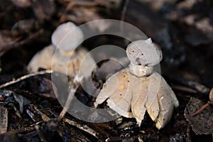 Atypical mushrooms - Geastrum pectinatum