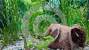 Auarium with green seaweeds plants and sand with stones background wallpaper