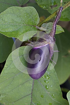 Aubergine or eggplant grown on a plant in the garden