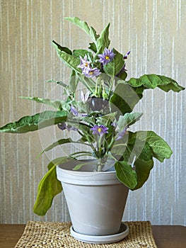 Aubergine plant with flowers and a developing aubergine