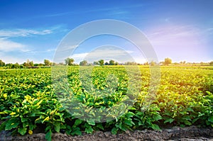 Aubergine plantations grow in the field. vegetable rows. farming, agriculture. Landscape with agricultural land. crops