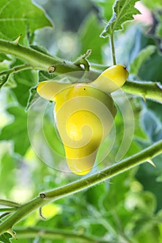 Aubergine, solanum mammosum