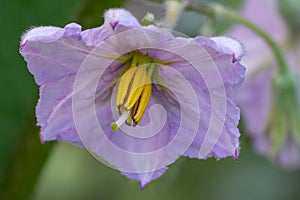 Aubergine, Solanum melongena