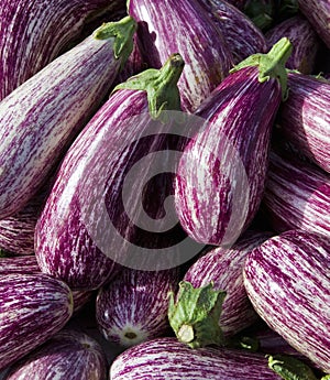 Aubergines in Murcia Spain