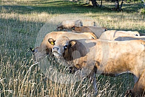 Aubrac cow French bovine on Saleve mountain photo