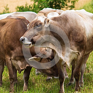 Aubrac cows in the meadow
