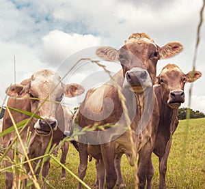 Aubrac cows in the nature