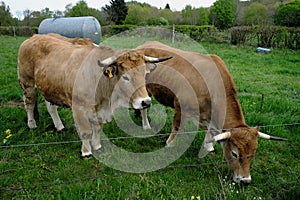 Aubrac cows, in their meadow in Auvergne