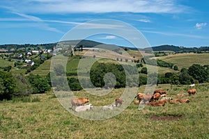 Herd of cows and calves in the Aubrac region of Aveyron, France photo