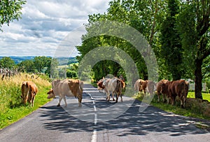 Herd of cows on the road in the Aubrac region of southern France photo